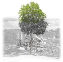 FRom Decay Comes New Life